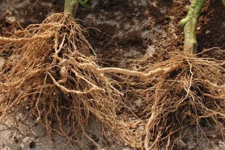 電解水促進(jìn)植物生長、提高產(chǎn)量