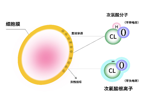 次氯酸消毒原理 次氯酸消毒原理