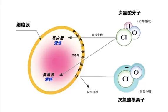 次氯酸發生器 次氯酸發生器